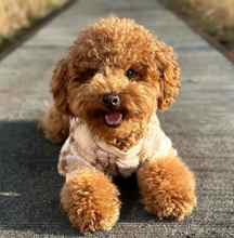 Poodle Toy-İstanbulSatilik kaniş poo..