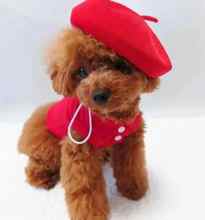 Satilik poodle ...