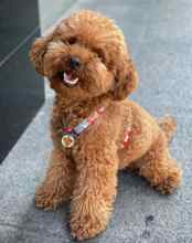 Poodle Toy-İstanbulRed brown kore ka..