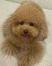 Poodle Toy-İstanbulRed brown kore ka..