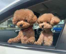 Poodle Toy-İstanbulMuhtesem kore poo..