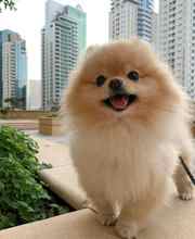 Pomeranian-İstanbul-box-313