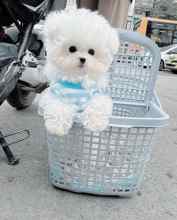 Terrier Maltese-İstanbul-box-323