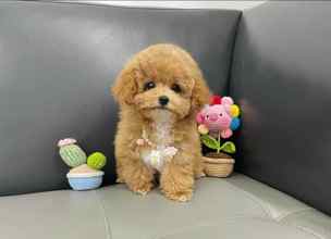 Maltipoo-İstanbulF2 maltipoo..