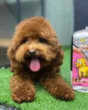 Orjinal poodle ..