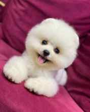 Pomeranian-İstanbulAyi surat  boo..