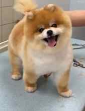 Pomeranian-İstanbulOrjinal boo ..