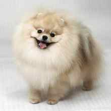 Pomeranian-İstanbulOrjinal boo..