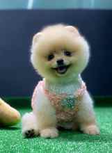 Pomeranian-İstanbulEn sevimli boolar..