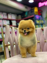 Pomeranian-İstanbul-box-27370