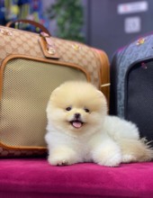 Pomeranian-İstanbul-box-27372