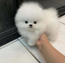 Pomeranian--box-27417