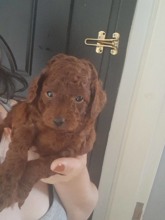 Poodle Toy-İzmir7 haftalık Red br..