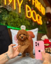 Poodle Toy-İstanbul-box-27379