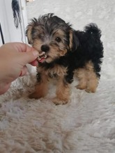 Morkie-İstanbul-box-27381