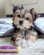 Morkie-İstanbul Minik kiz ..