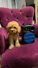 Poodle Toy-İstanbulToy poodle 2aylık..