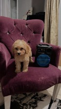 Toy poodle 1 numa..