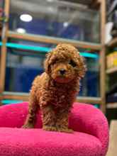 -KonyaUyguna toy poodle...