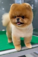 Pomeranian-İstanbul-box-13