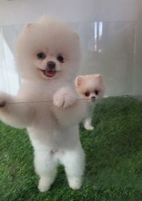 Pomeranian-İstanbulKarbeyaz boo..