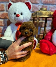 Poodle Toy-İstanbul-box-18