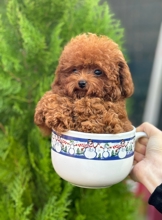 Poodle Toy-İstanbulToy poodle..