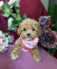 F1 maltipoo..