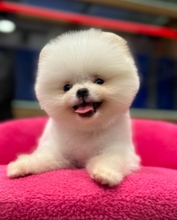 Kore Pomeranian K..