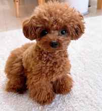 Izmir toy poodle ...