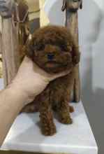 Poodle Toy-İstanbulSatilik İstanbul ..