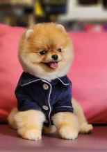 Pomeranian-İstanbulİstanbul boo sati..