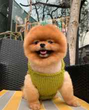 Pomeranian-İstanbulIzmir orjinal por..