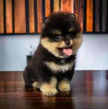 Pomeranian-İstanbulIzmir blacktan or..