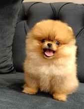 Pomeranian-İstanbulIzmir sevimli min..