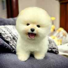 Pomeranian-İstanbulIzmir boo orjinal..