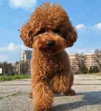 Ankara toy poodle..