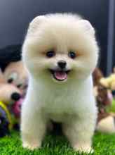 Pomeranian-İstanbulKarbeyaz boo sahi..