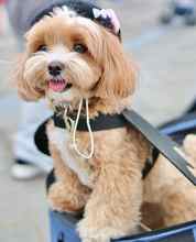 Maltipoo-İstanbulOrjinal maltipoo..