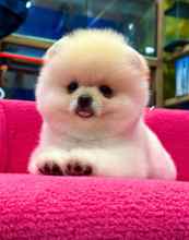 Pomeranian-İstanbulOrjinal boo..