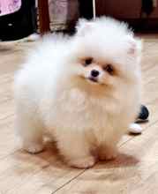 Pomeranian-İstanbulEn hesapli boo la..