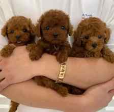 Poodle Toy-İstanbulOrjinal ayi surat..