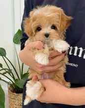 Maltipoo-İstanbulAyi surat maltipo..