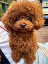 Poodle Toy-İstanbulSahibinden toy po..