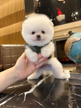 Pomeranian--box-27421