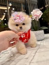 Pomeranian-İstanbul-box-27422