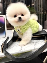 Pomeranian-İstanbul-box-27431