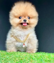 Pomeranian-İstanbulOyuncak Gibi Boo..