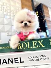 Pomeranian-İstanbul-box-27434