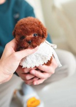 Poodle Toy-İstanbul-box-27436